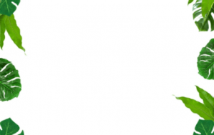 PSD Mantel Hoja Tropical